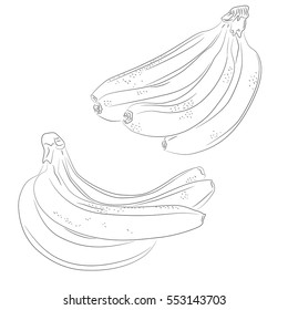 Vector illustration of hand drawn banana