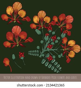 Vector illustration hand drawn of Barbados Pride flowers and leaves.
