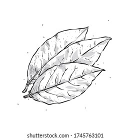 Vector illustration of hand drawn  bay leaf on white background. Engraved style.