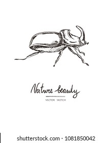 Vector illustration. Hand drawn beetle. Print design element . Chalk style vector.