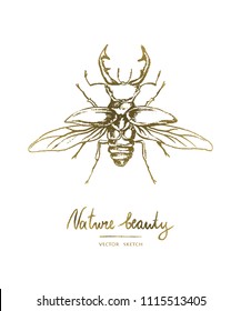 Vector illustration. Hand drawn beetle. Print design element . Chalk style vector.