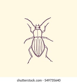 Vector illustration of hand drawn beetle made in retro style. Beautiful ink drawing
