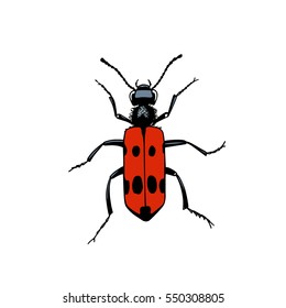 Vector illustration of hand drawn beetle made in retro style. Beautiful ink drawing