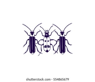 Vector illustration of hand drawn beetles. Beautiful ink drawing.