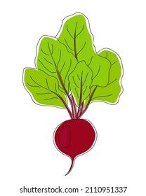 Vector illustration of a hand drawn  beetroot with tops isolated on a white background.