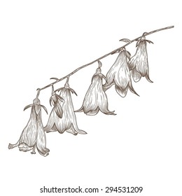 Vector illustration with hand drawn bellflower