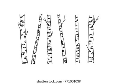 Vector illustration of hand drawn birch tree trunks. Ink drawing, graphic style. Beautiful floral design elements.