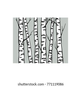 Vector illustration of hand drawn birch tree trunks. Ink drawing, graphic style. Beautiful floral design elements.