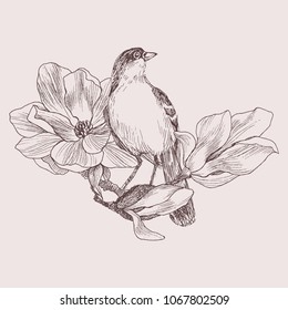 Vector illustration of hand drawn bird on magnolia blooming brunch. Graphic style, beautiful illustration. Engraving retro style