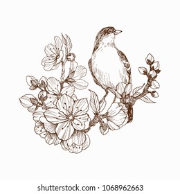 Vector illustration of hand drawn bird on blooming brunch. Graphic style, beautiful illustration. Engraving retro style