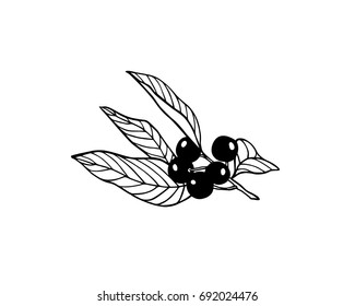 Vector illustration of hand drawn bird cherry twig. Beautiful floral design elements, ink drawing