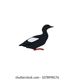 Vector illustration of hand drawn black guillemot. Beautiful animal design elements, ink drawing.