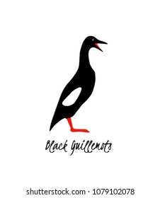 Vector illustration of hand drawn black guillemot. Beautiful animal design elements, ink drawing.