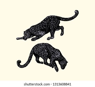 Vector illustration of hand drawn black panthers made with black chalk. Beautiful drawing, hand drawn portrait of a graceful animal.