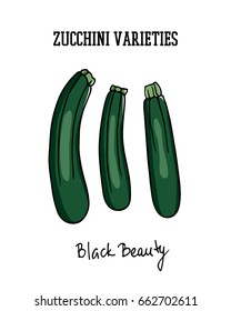 Vector illustration of hand drawn Black Beauty zucchini. Cool vegetable print, beautiful design elements