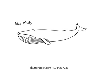 Vector illustration of hand drawn blue whale. Beautiful ink drawing, heavy contour. Perfect design elements, marine animal illustration