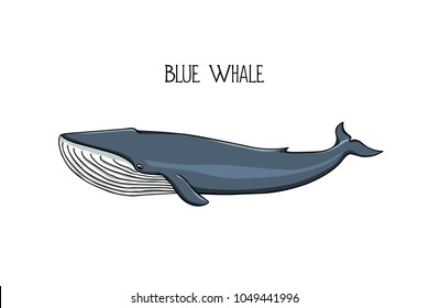 Vector illustration of hand drawn blue whale. Beautiful ink drawing, heavy contour. Perfect design elements, marine animal illustration