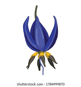 Ilustración vectorial de dianella azul dibujada a mano o flor de lirio de lino aislada en fondo blanco