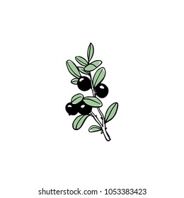 Vector illustration of hand drawn blueberry twig. Beautiful floral design elements, ink drawing