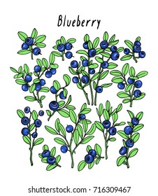 Vector illustration of hand drawn blueberry twigs. Beautiful floral design elements, ink drawing