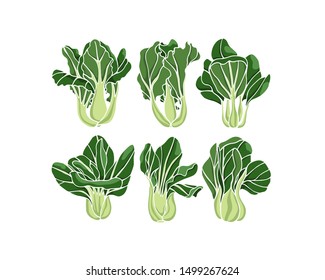 Vector illustration of hand drawn bok choy. Ink drawing, beautiful vegetarian design elements.