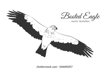 Vector illustration: Hand drawn Booted Eagle in fly on white background.