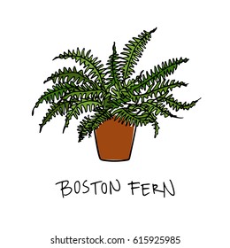 Vector illustration of hand drawn boston fern in a pot. Beautiful floral design elements.