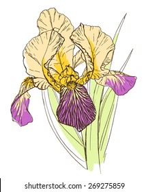 Vector illustration of hand drawn bright colorful sketch of a flower iris on white background for your design of a greeting card, wedding invitation, banner.
