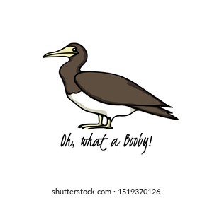 Vector illustration of hand drawn Brown Booby. Ink drawing, beautiful animal and nautical design elements.