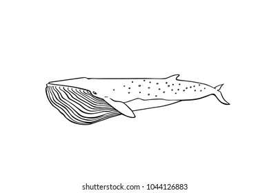 Bryde's Whale Stock Illustrations, Images & Vectors 