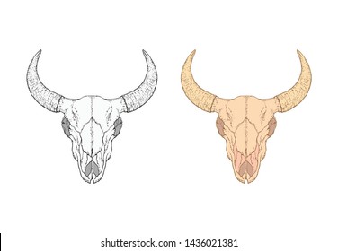 Vector illustration with hand drawn bull skull. Two variants: monochrome and colored. In realistic style. Isolated on withe background. For you design, tattoo or magic craft.