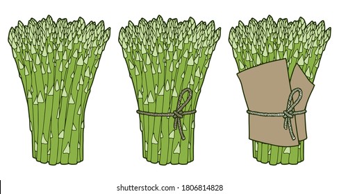 Vector illustration. Hand drawn bunch of asparagus isolated on white background.