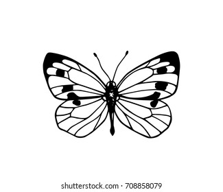 Vector illustration of hand drawn cabbage butterfly. Ink drawing, graphic style. Beautiful design elements. Vintage style.