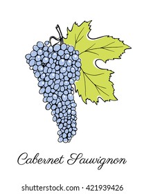 Vector illustration of hand drawn Cabernet Sauvignon vine with leaf. Beautiful design elements.