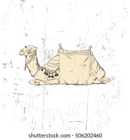 Vector illustration and hand drawn camel made in realistic line sketch style. Template for postcard poster banner and print for t-shirt