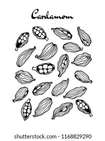 Vector illustration of hand drawn cardamom seeds. Beautiful food design elements, perfect for any business related to the food industry.