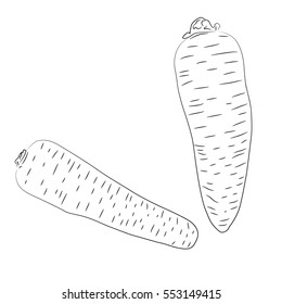 Vector illustration of hand drawn carrot