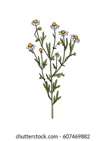 Vector illustration of hand drawn chamomile twig. Beautiful ink drawing, vintage style. 