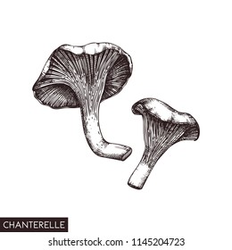 Vector illustration of hand drawn Chanterelle mushrooms. Sketched style organic product  isolated on white background. Healthy food drawing. Forast plants collection.