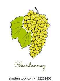 Vector Illustration Of Hand Drawn Chardonnay Vine With Leaf. Beautiful Design Elements.