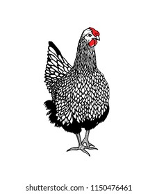 Vector illustration of hand drawn chicken. Beautiful design elements, ink drawing, logo template