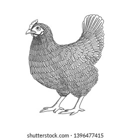 Vector illustration with hand drawn chicken, hen. Poultry, broiler, farm animal. Vintage engraving black and white sketch