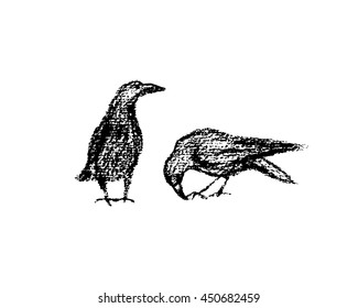 Vector illustration of hand drawn city birds. A couple of ravens hand drawn with chalk. Beautiful design elements.