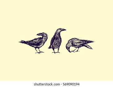 Vector illustration of hand drawn city birds. A couple of ravens hand drawn with chalk. Beautiful design elements.