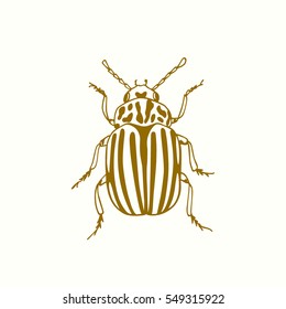 Vector illustration of hand drawn Colorado beetle made in retro style. Beautiful ink drawing