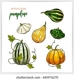 Vector illustration of hand drawn colorful pumpkins.