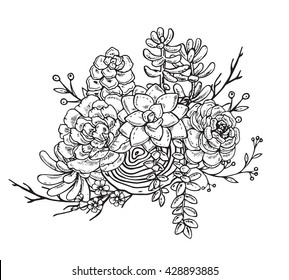Vector illustration of hand drawn composition of succulent plants. Black and white graphic for print, coloring book. Isolated on white background.