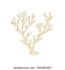 Vector illustration of hand drawn coral isolated on white background