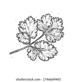 Ilustración vectorial del cilantro dibujado a mano sobre fondo blanco. Estilo grabado.