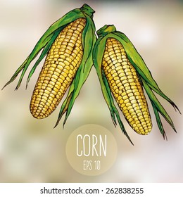 vector illustration; hand drawn corn on blurred background